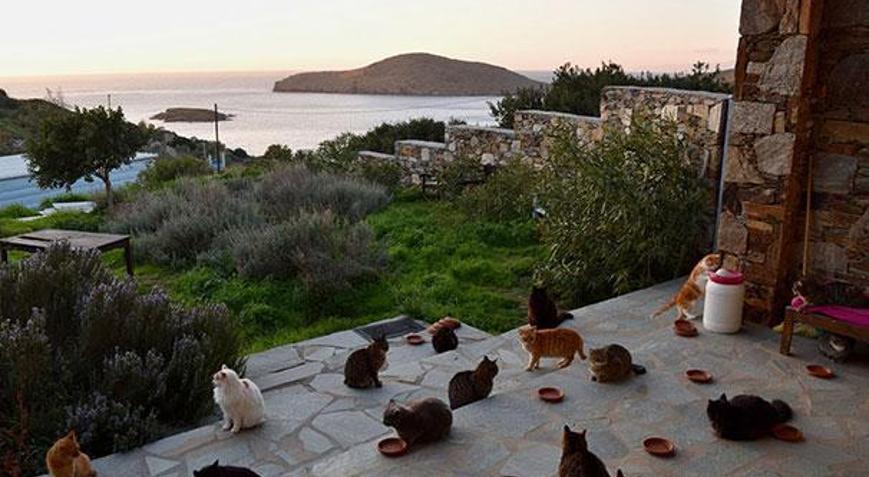 Siros adasında kedi bakıcılığı ilanına 200 başvuru
