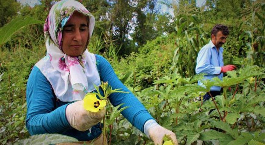 Çiçek bamyasına ‘çeyrek altın’ diyorlar Çiçek bamyasına ‘çeyrek altın’ diyorlar