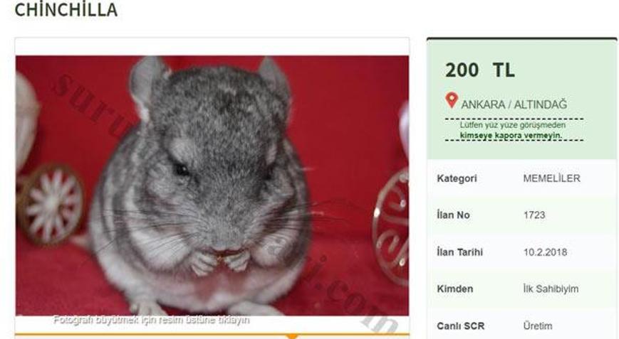 Nesli tükenme tehlikesi altındaki Çinçillaları satıyorlar