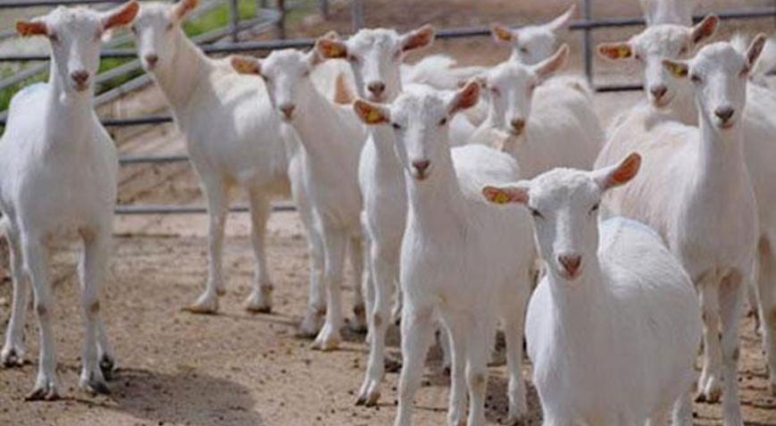 Milyonlarca liralık bir ağ daha  Keçibank vurgunu