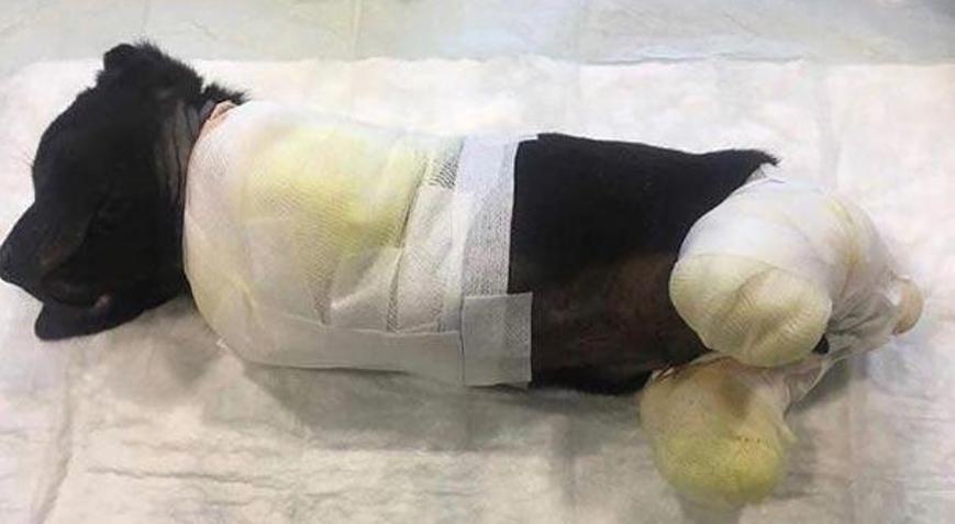 4 ayağı kesilmiş olarak bulunmuştu Korkunç şüphe... 4 ayağı kesilmiş olarak bulunmuştu Korkunç şüphe...