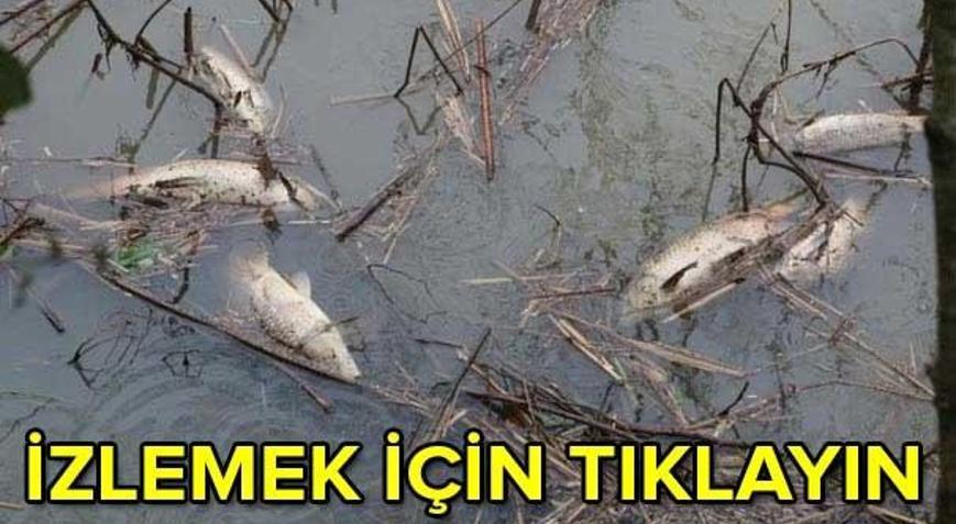 Böylesi ilkkez oluyor... Riva deresi ölü balık akıyor