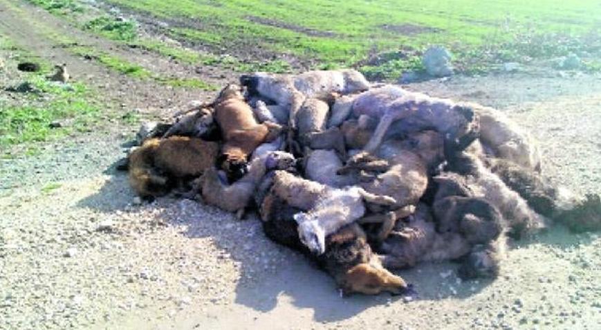 84 köpek araçta boğuldu