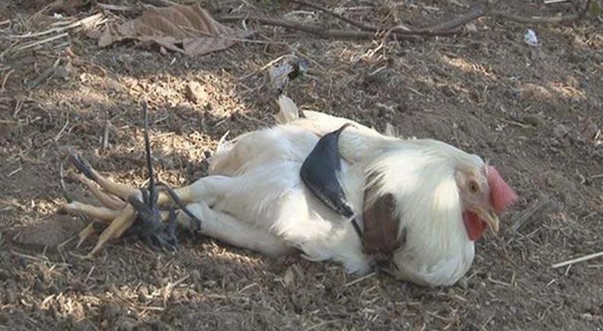 Yulduz usmonova jinsiy aloqa