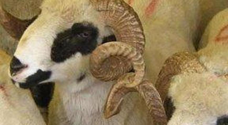 İthal kurbanlıklar geliyor