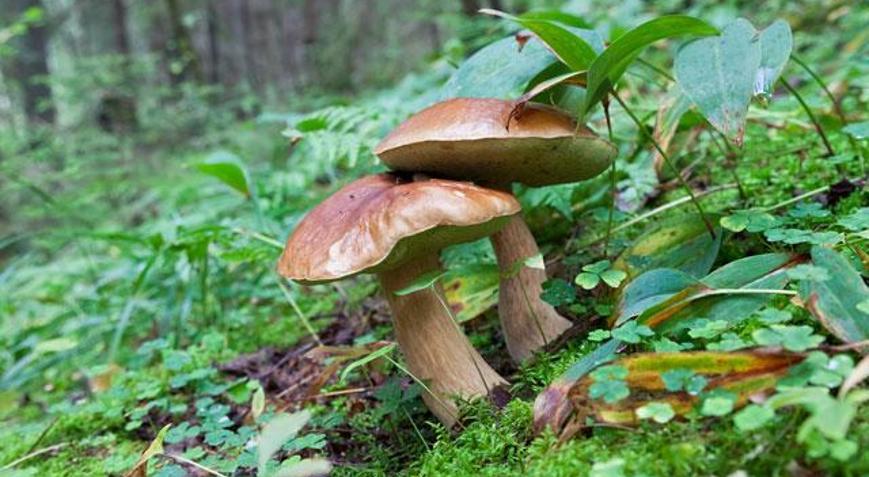 Mantar zehirlenmesi nasıl anlaşılır