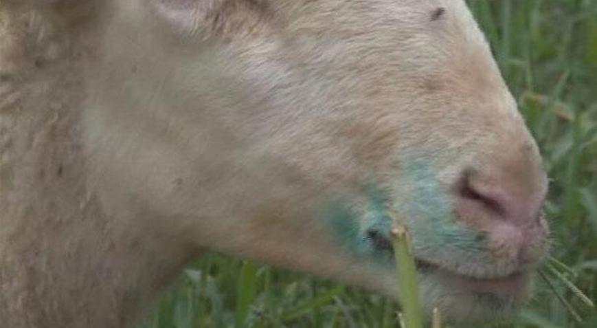 Mavi dil hastalığıyla mücadele kriterleri belirlendi