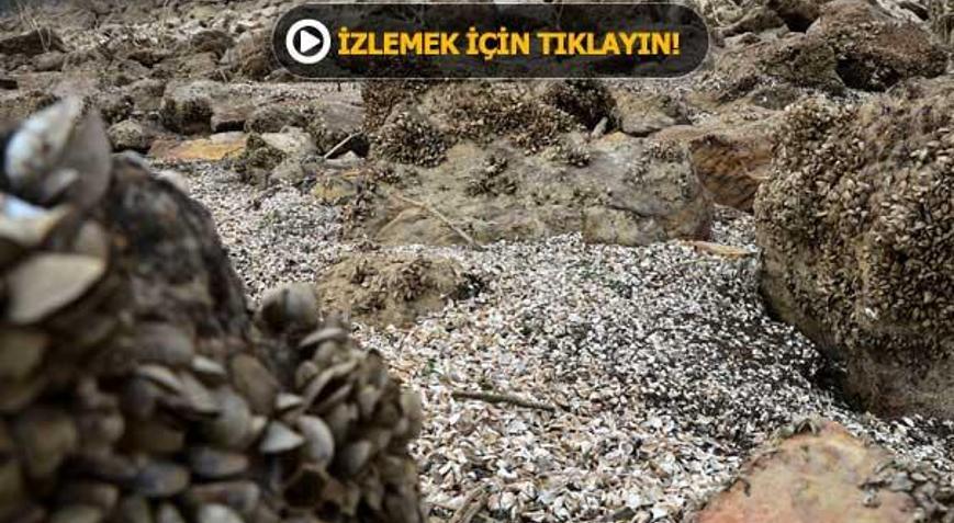 Suyu çekilen barajdan midye tarlası çıktı