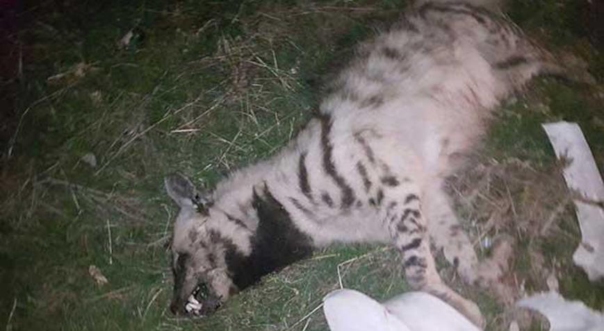 Soyu tükenmek üzere olana çizgili sırtlanı otomobil ezdi