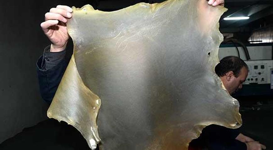 Türk firması şeffaf deri üretti Sipariş yağıyor... Türk firması şeffaf deri üretti Sipariş yağıyor...