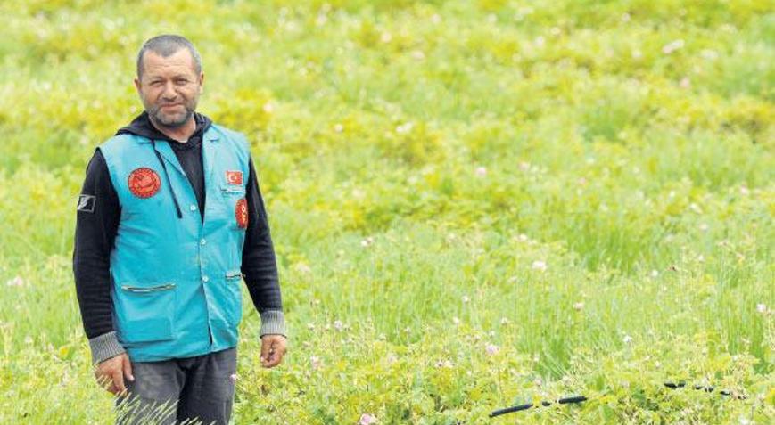 Doğa katliamını lavantayla önledi