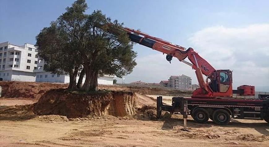 Asırlık zeytin ağaçları yeni yerlerine taşındı