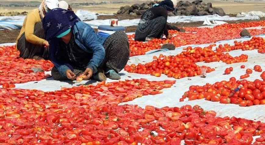 Siverekte yılda 500 ton kurutulmuş domates üretiliyor