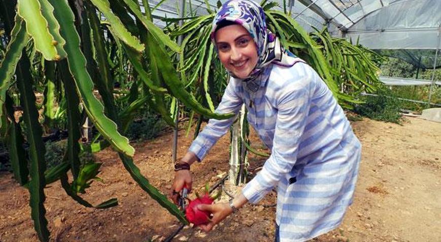 Çukurovada pitaya üretimi başladı