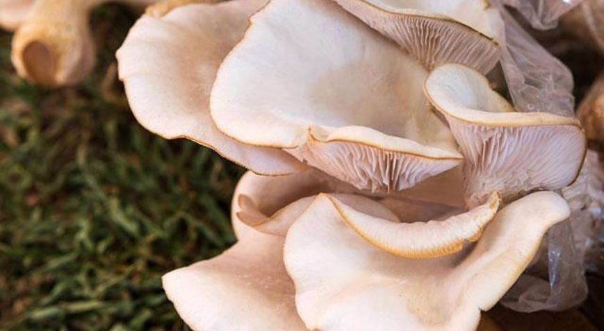 Mantar zehirlenmesinin belirtileri nelerdir