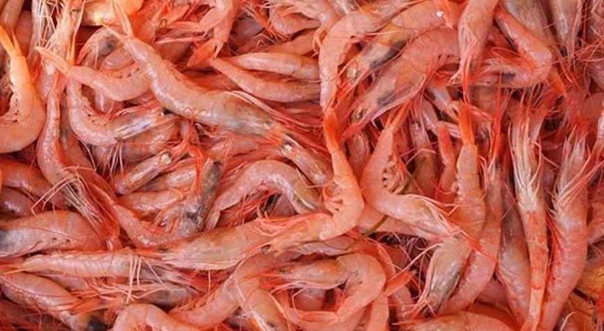 Marmara Denizinde karides avı ve satışı yasaklandı