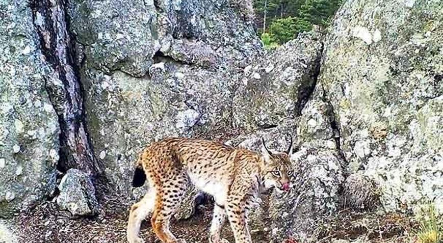 Ormanın hayaleti de kaçak avcılık kurbanı