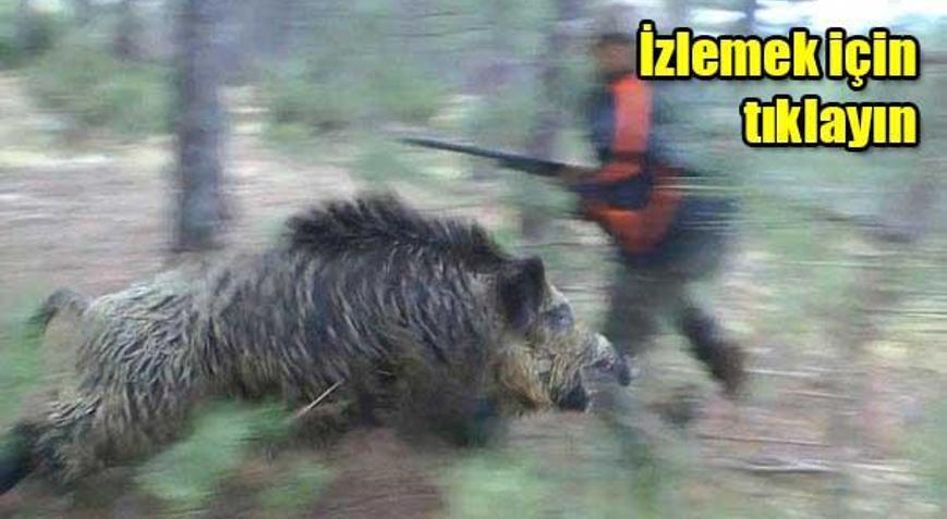 Yaban domuzu avcıya işte böyle saldırdı