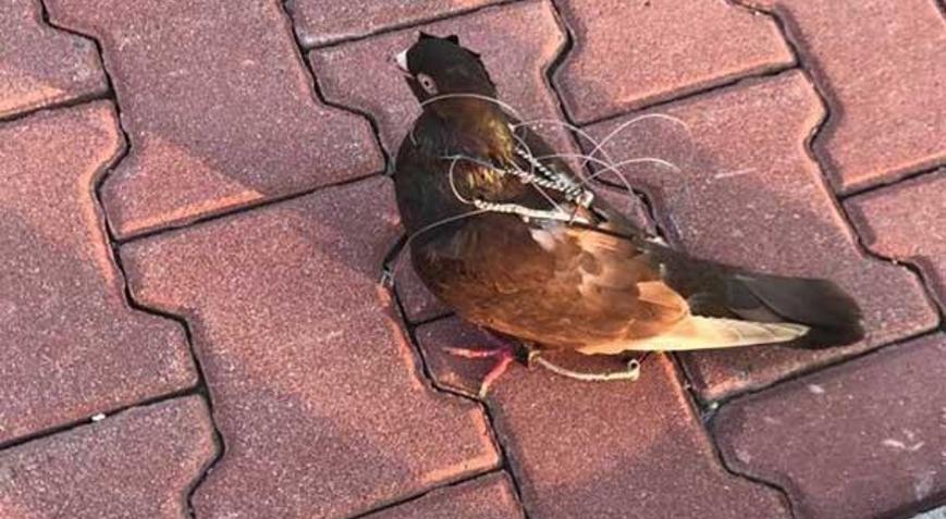 Silivri Cezaevi çevresinde haberci kuş yakalandı