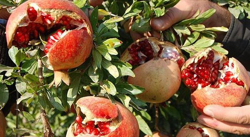 Narın kabuğu suyundan daha şifalı