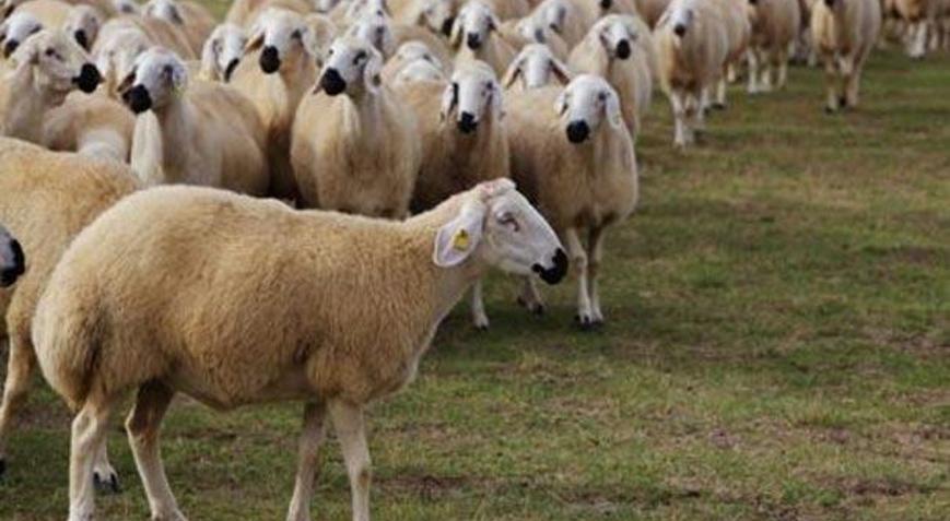 Kocaelinde dört ilçede karantina