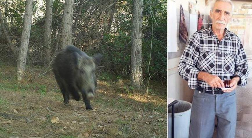 “Ben suçsuzum, domuz suçlu”