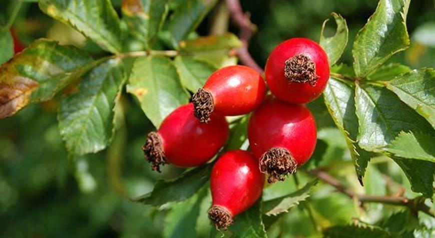 Kuşburnunun faydaları