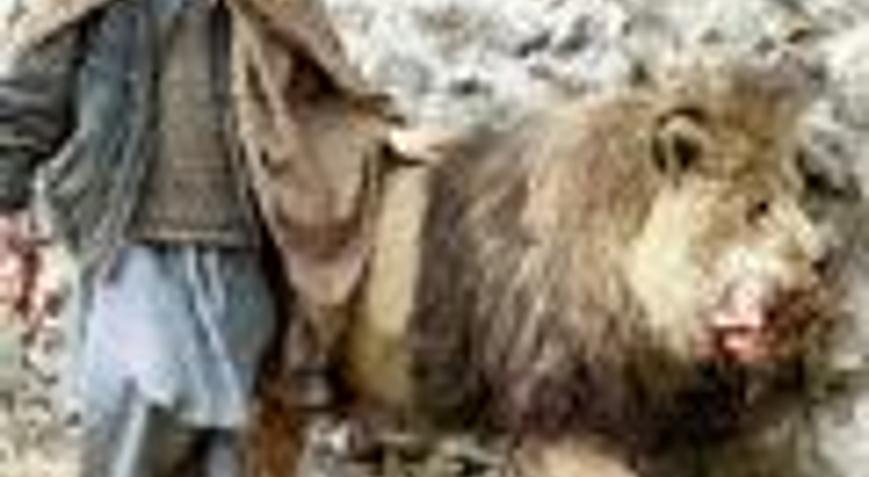 En cesur aslan yaşlılığa yenildi - Yaşam Haberleri