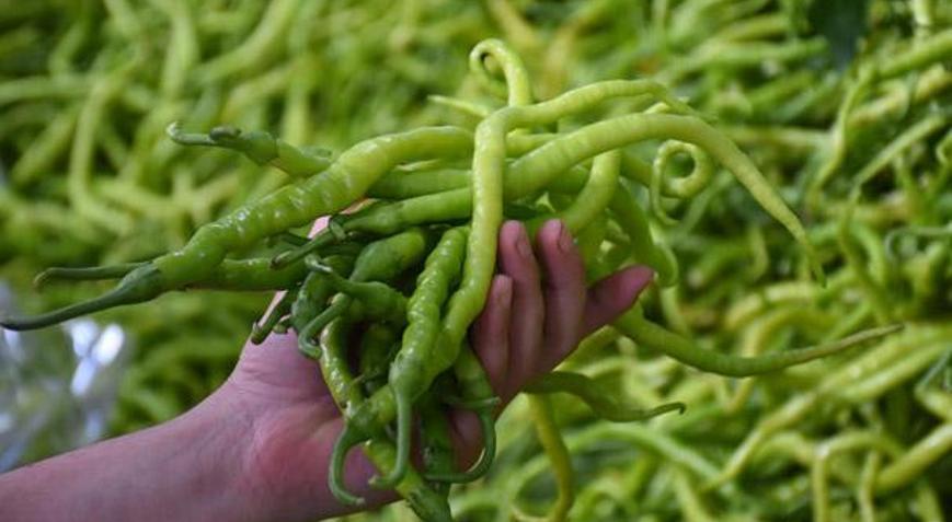 49 ülkede sofraları Türk biberi süslüyor