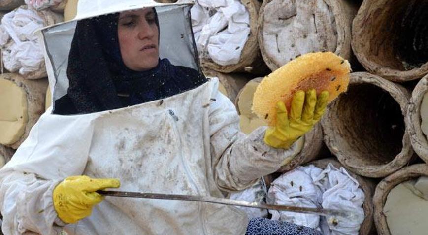 Hizanın karakovan balı Avrupa pazarında