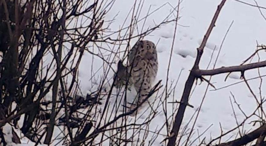 O ilimizde görüntülendi İlk defa böyle güzel tür görüyorum