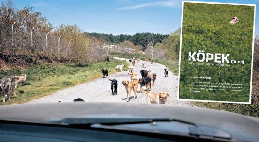 Bu bir köpek filmi değildir