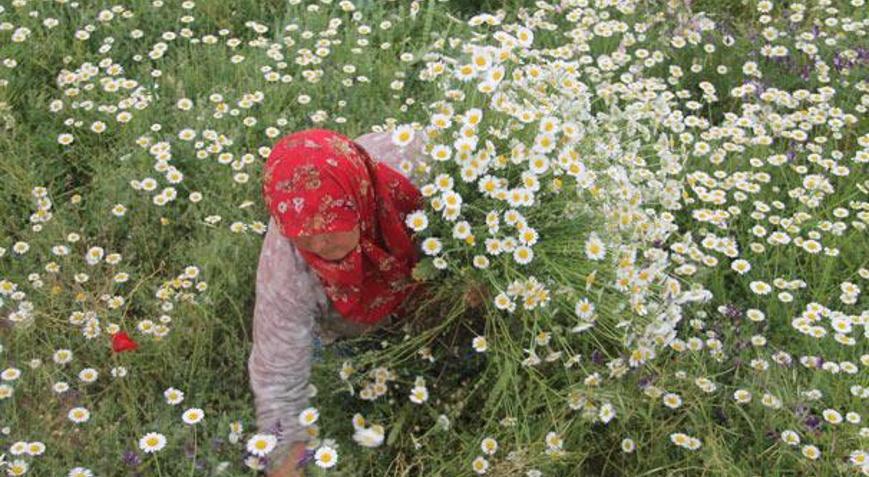 Kadınlar ekmeğini kırdan çıkarıyor