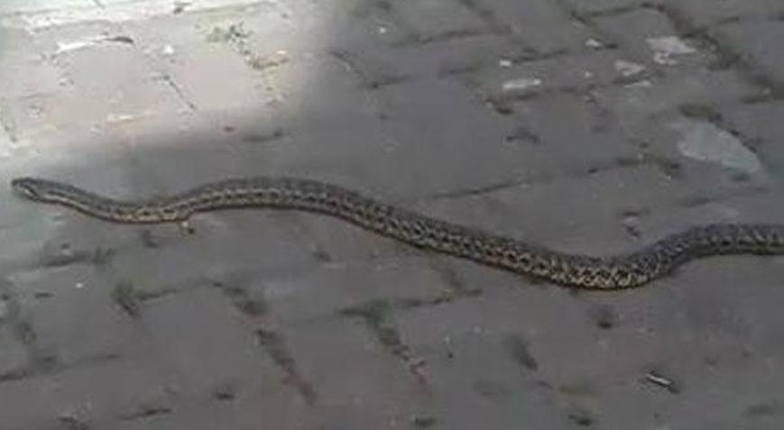 Yolda, evde yılan görürseniz sakın ... Yolda, evde yılan görürseniz sakın ...