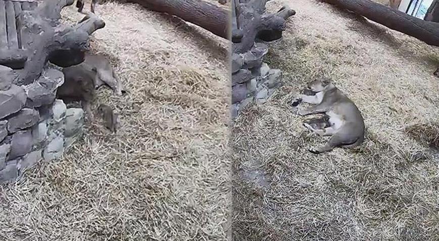 Nesli tükenmekte olan Asya Aslanı, 3 yavru doğurdu