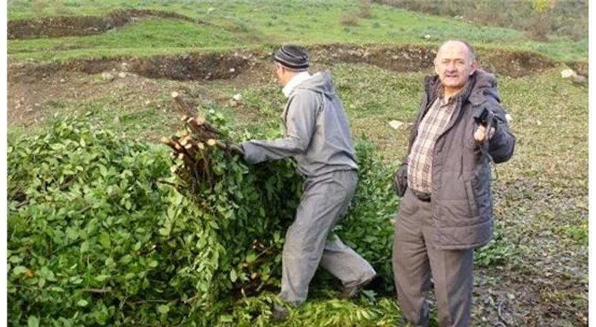 Türkiye dünyaya defne yaprağı ihraç ediyor