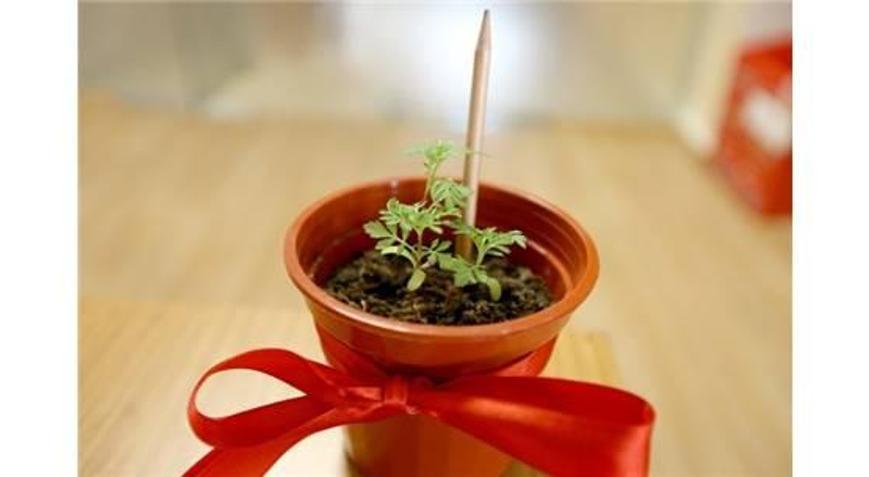 ÇİÇEĞE DÖNÜŞEN KALEMLER