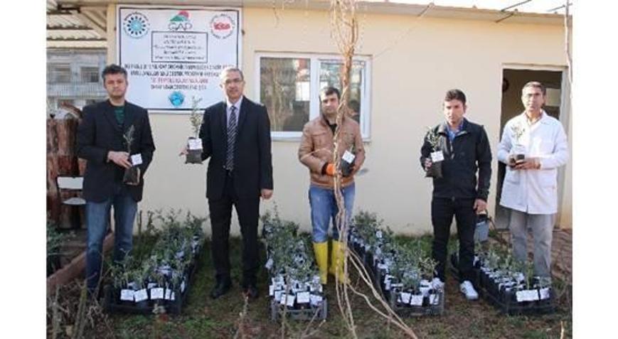 ÜNİVERSİTEDE YAĞLIK ZEYTİN FİDANLARI ÜRETİLİYOR