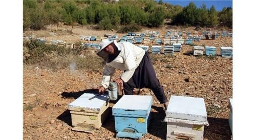 Arıcılar Kovan Desteklemelerini Bekliyor