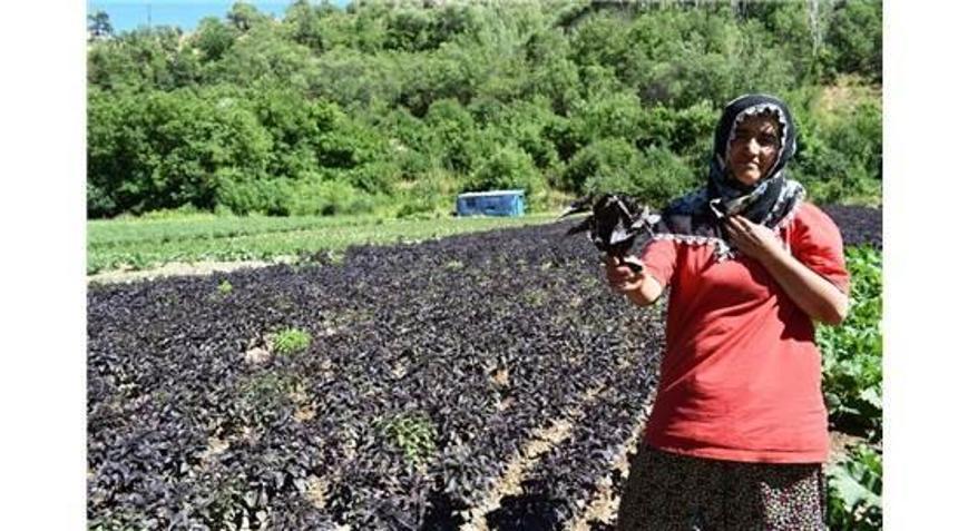 Arapgir Çiftçisi Kayısıda Bulamadığını Reyhanda Buldu