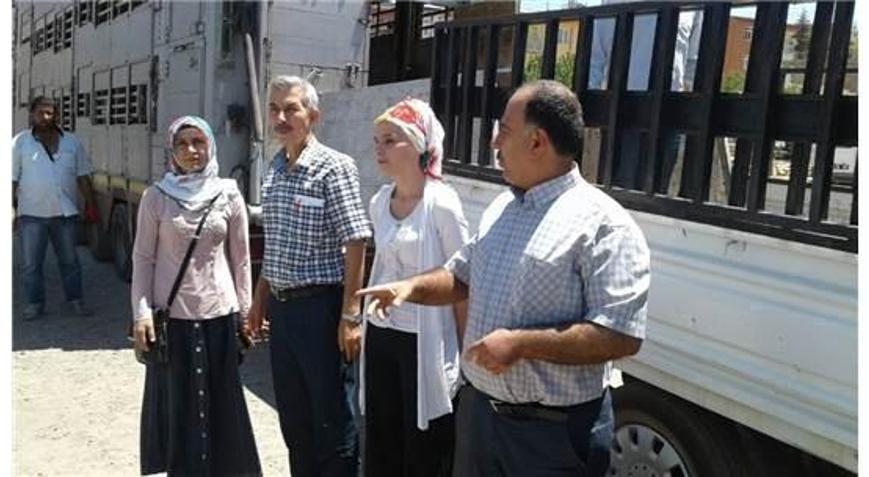 Arapgirde 30 Adet Büyükbaş Hayvan Dağıtıldı