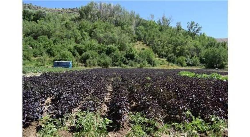 Mengende Reyhan Suyu Dağıtılacak
