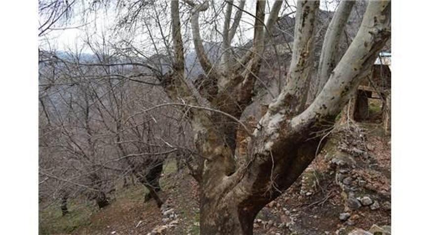 500 Yıllık Çınar Ağacı Yıllara Meydan Okuyor