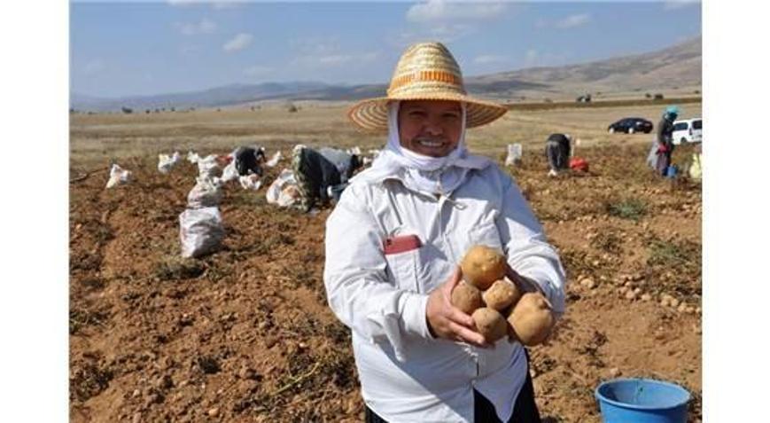 Kösede Patates Hasadı Tarla Günü Yapıldı