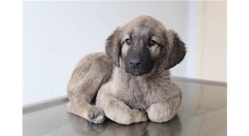 Yavru Köpeğin Bağırsağından Vida Çıktı