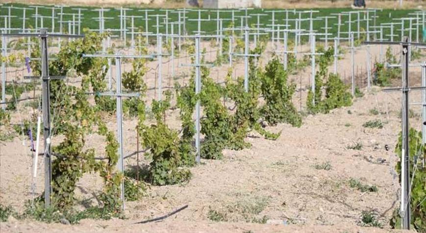 Yerel üzüm çeşitleri Üzüm Koleksiyon Bağında korunacak