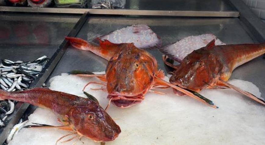 5 kiloluk kırlangıç balığı, 500 TLye satılıyor