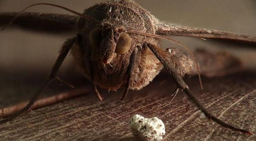 Veba hastalığı nedir Pnömonik veba ne demek