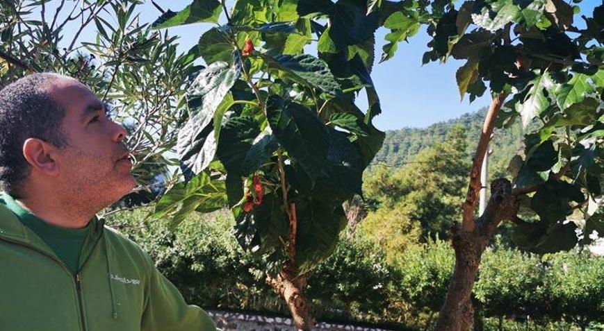 Şaşkına döndüler Kasımda meyve verdi