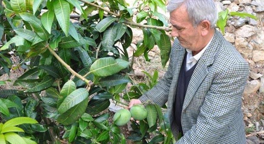 Diktiği 12 mango ağacından 45 bin lira kazandı